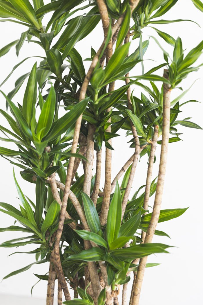 観葉植物 ドラセナ ソングオブジャマイカ（8号鉢）の写真6枚目