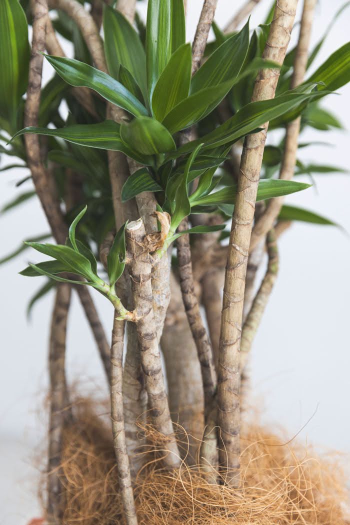 観葉植物 ドラセナ ソングオブジャマイカ（8号鉢）の写真7枚目