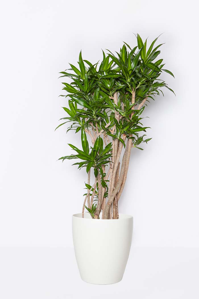 8号鉢の観葉植物から探す 公式 Hanaprime 花と植物のギフト通販