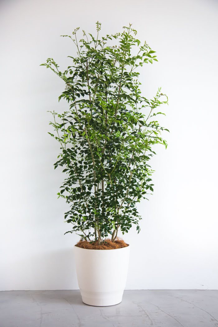 観葉植物 シマトネリコ