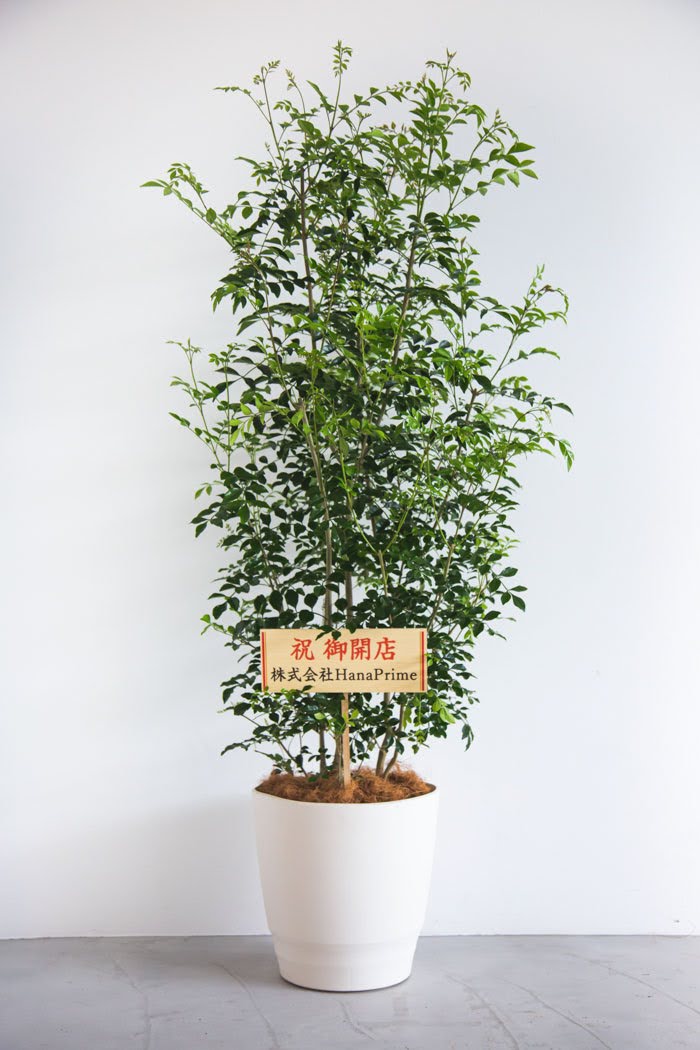 観葉植物 シマトネリコ（10号鉢）