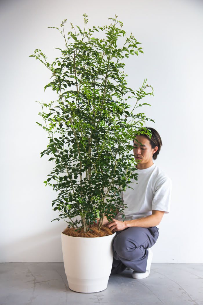 シマトネリコ 鉢植え 全長140㎝ - インテリア小物