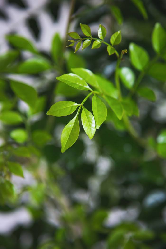 観葉植物 シマトネリコ（10号鉢）