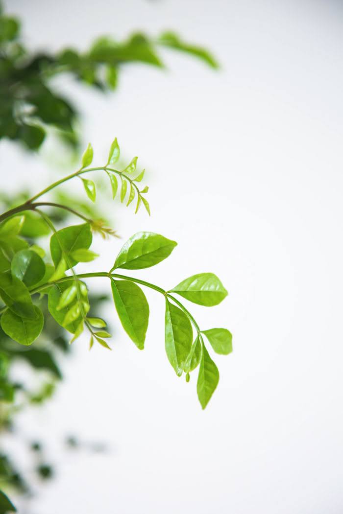 観葉植物 シマトネリコ（10号鉢）の写真5枚目