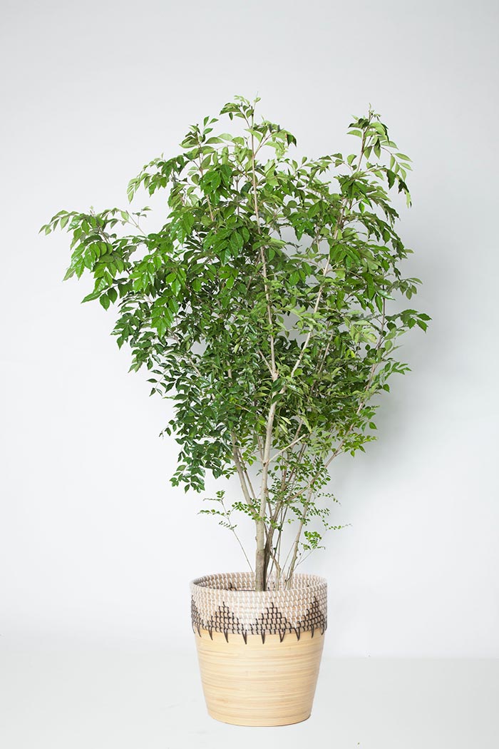 観葉植物 シマトネリコ 10号鉢 公式 Hanaprime 花と植物のギフト通販 観葉植物 シマトネリコ 10号鉢 公式 Hanaprime 花と植物のギフト通販
