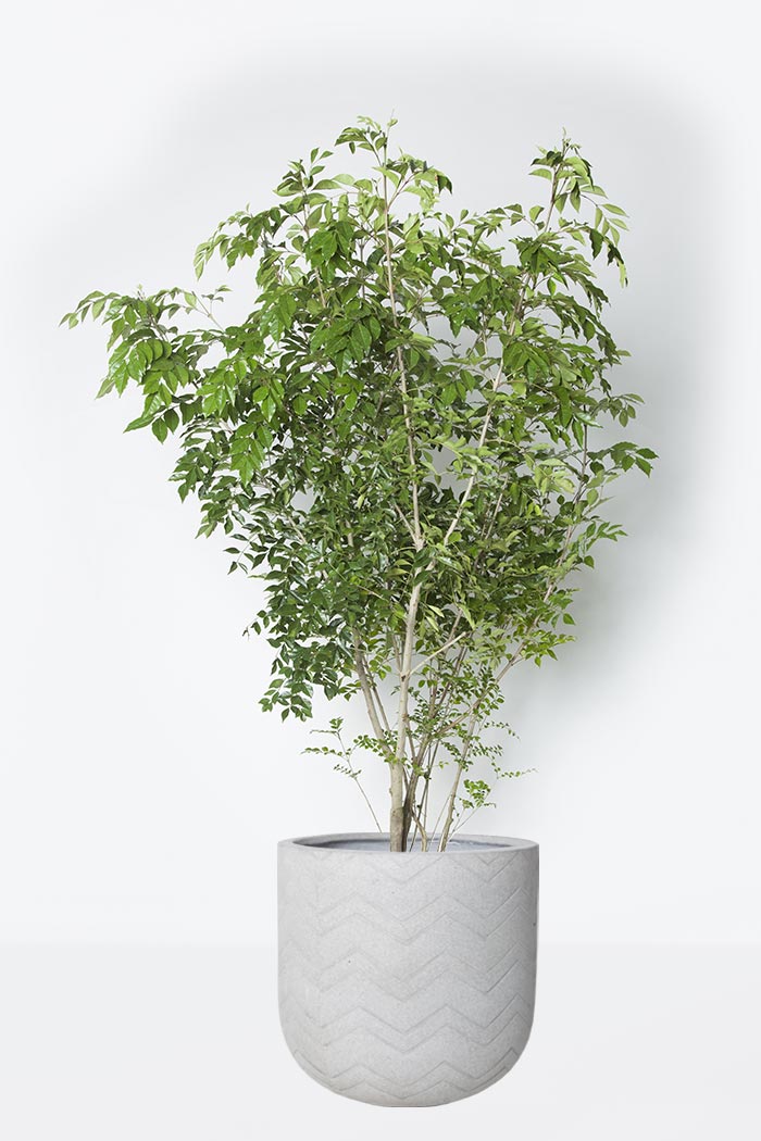 観葉植物 シマトネリコ 10号鉢 公式 Hanaprime 花と植物のギフト通販 観葉植物 シマトネリコ 10号鉢 公式 Hanaprime 花と植物のギフト通販