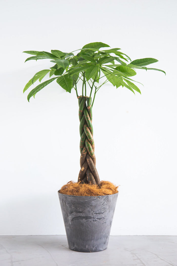 観葉植物 パキラ（8号鉢）