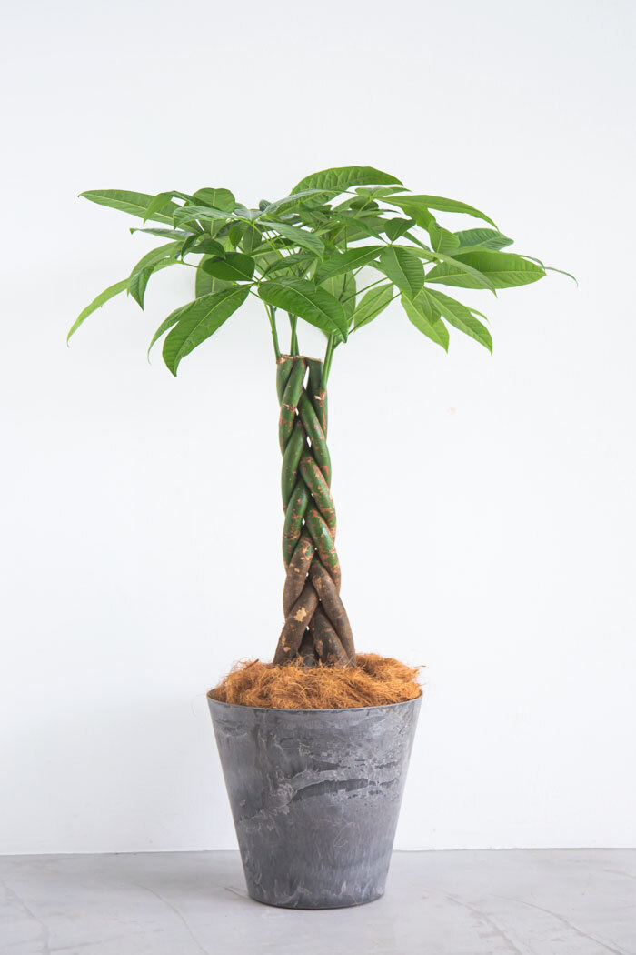 観葉植物  パキラ（8号鉢）の写真3枚目