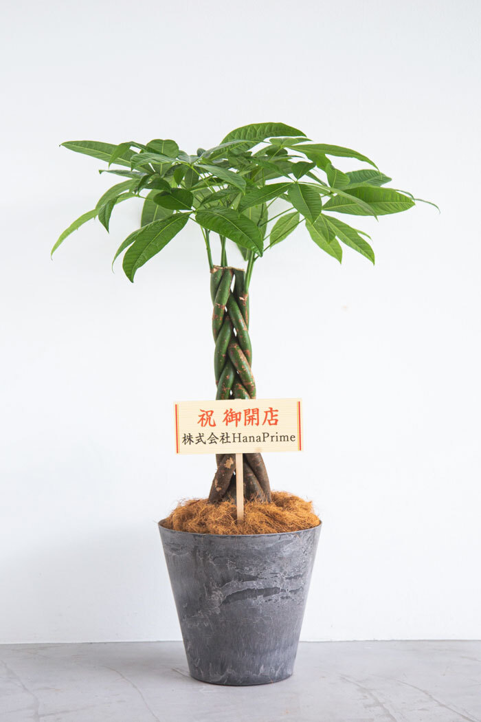 観葉植物  パキラ（8号鉢）の写真3枚目