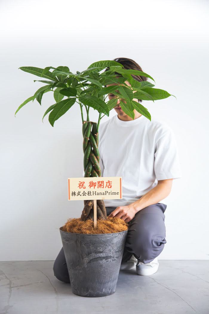 【現品】観葉植物　パキラ アクアティカ　８号鉢