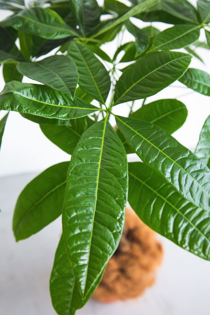 観葉植物 パキラ（8号鉢）の写真5枚目