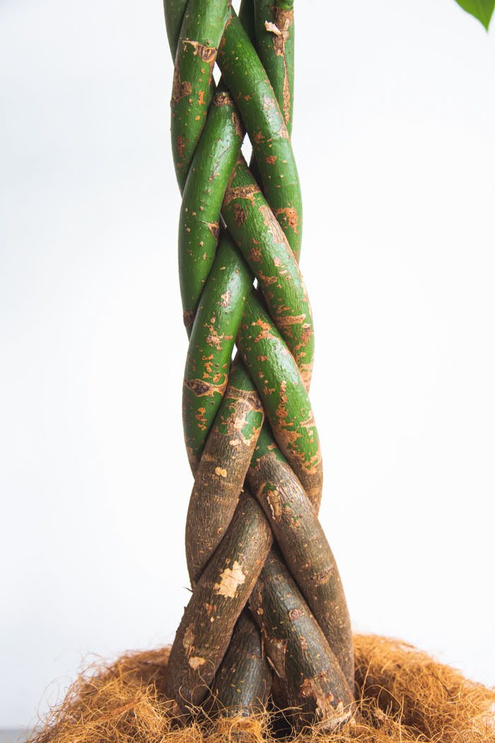 観葉植物 パキラ（8号鉢）の写真7枚目