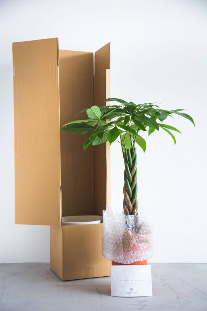 観葉植物 パキラ（8号鉢）の写真8枚目
