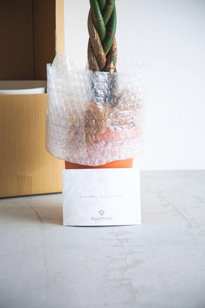 観葉植物 パキラ（8号鉢）の写真9枚目