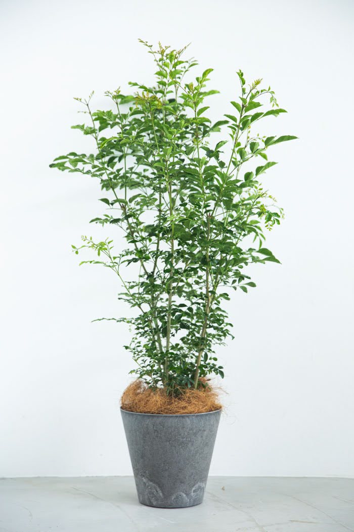 観葉植物 シマトネリコ（8号鉢）の写真1枚目