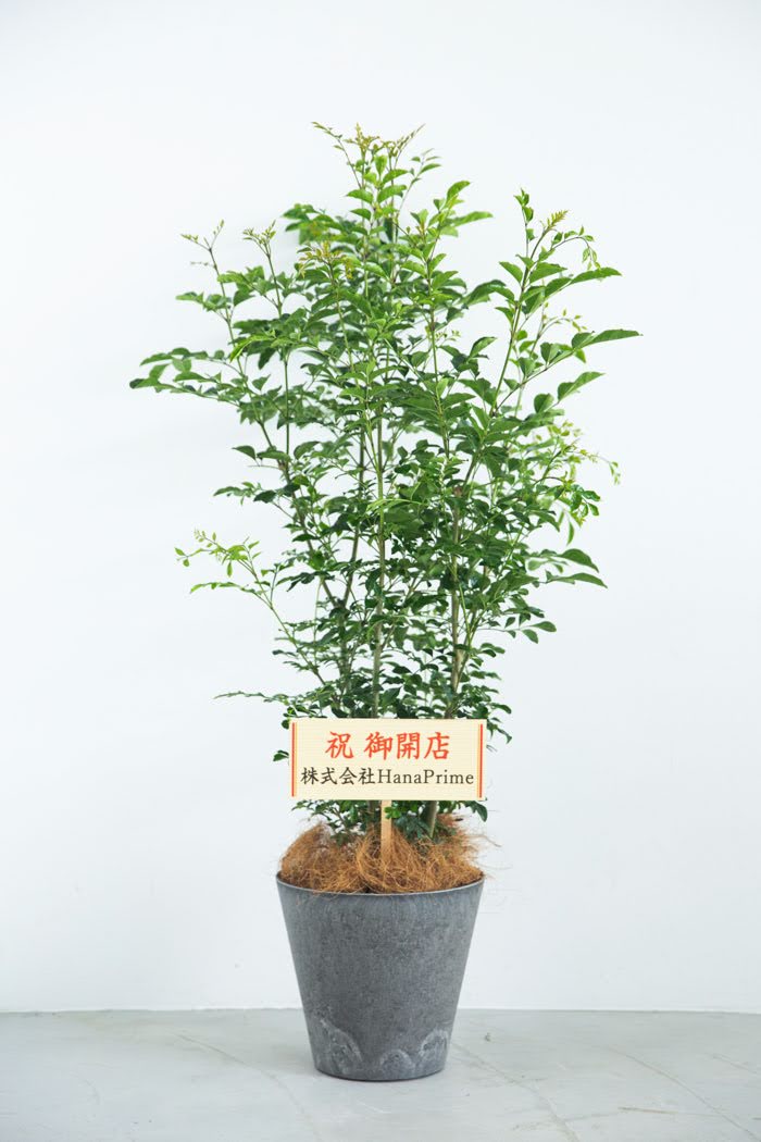 観葉植物 シマトネリコ 8号鉢 公式 Hanaprime 花と植物のギフト通販