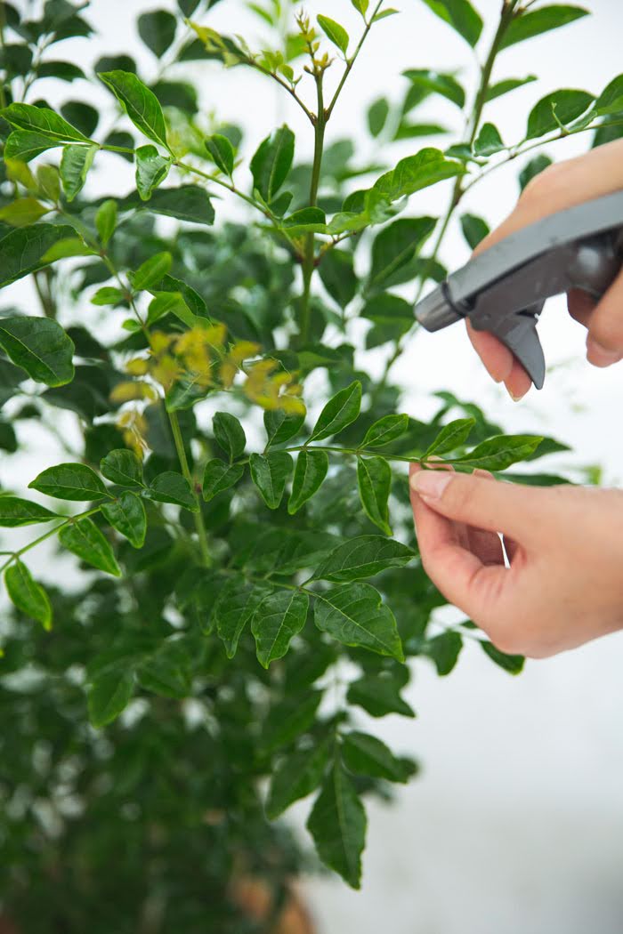 観葉植物 シマトネリコ（8号鉢）｜HanaPrime（ハナプライム）