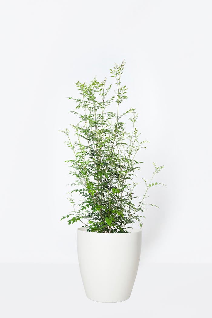 観葉植物 シマトネリコ 8号鉢 公式 Hanaprime 花と植物のギフト通販