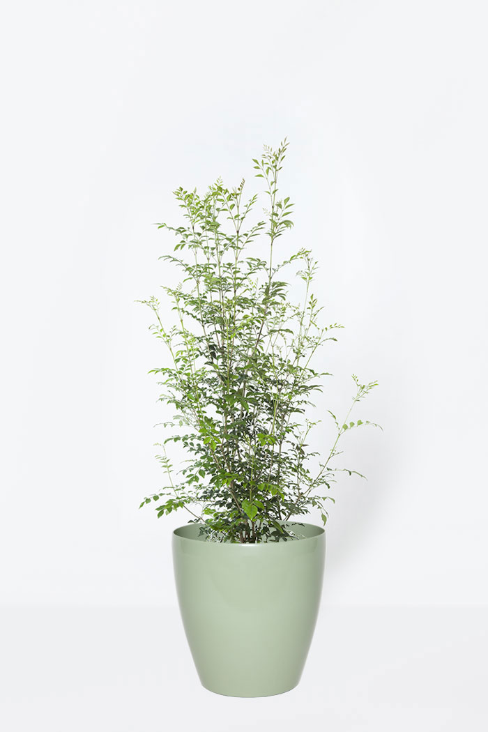 観葉植物 シマトネリコ 8号鉢 公式 Hanaprime 花と植物のギフト通販 観葉植物 シマトネリコ 8号鉢 公式 Hanaprime 花と植物のギフト通販