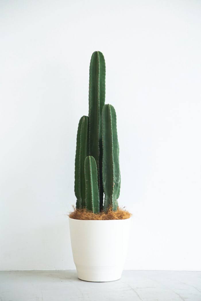 観葉植物 柱サボテン