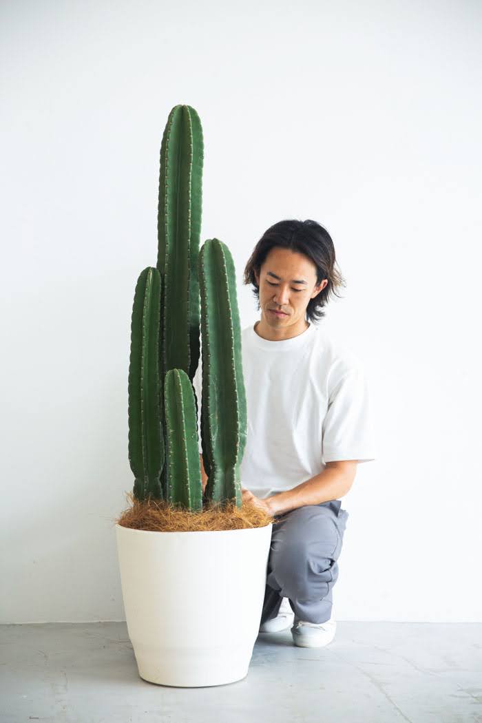 観葉植物 柱サボテン（10号鉢）｜HanaPrime（ハナプライム）