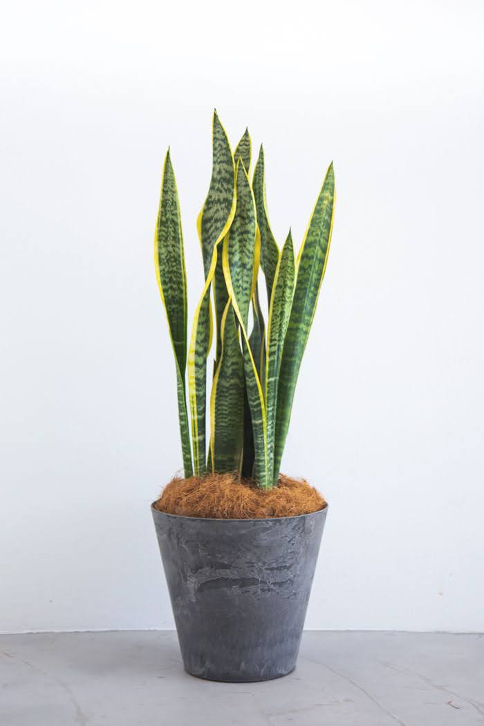 観葉植物 サンスベリア ローレンチ