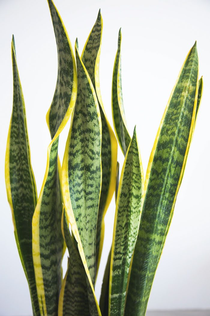 観葉植物 サンスベリア ローレンチ（8号鉢）の写真4枚目