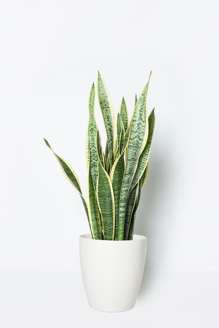 観葉植物 サンスベリア ローレンチ 8号鉢 公式 Hanaprime 花と植物のギフト通販