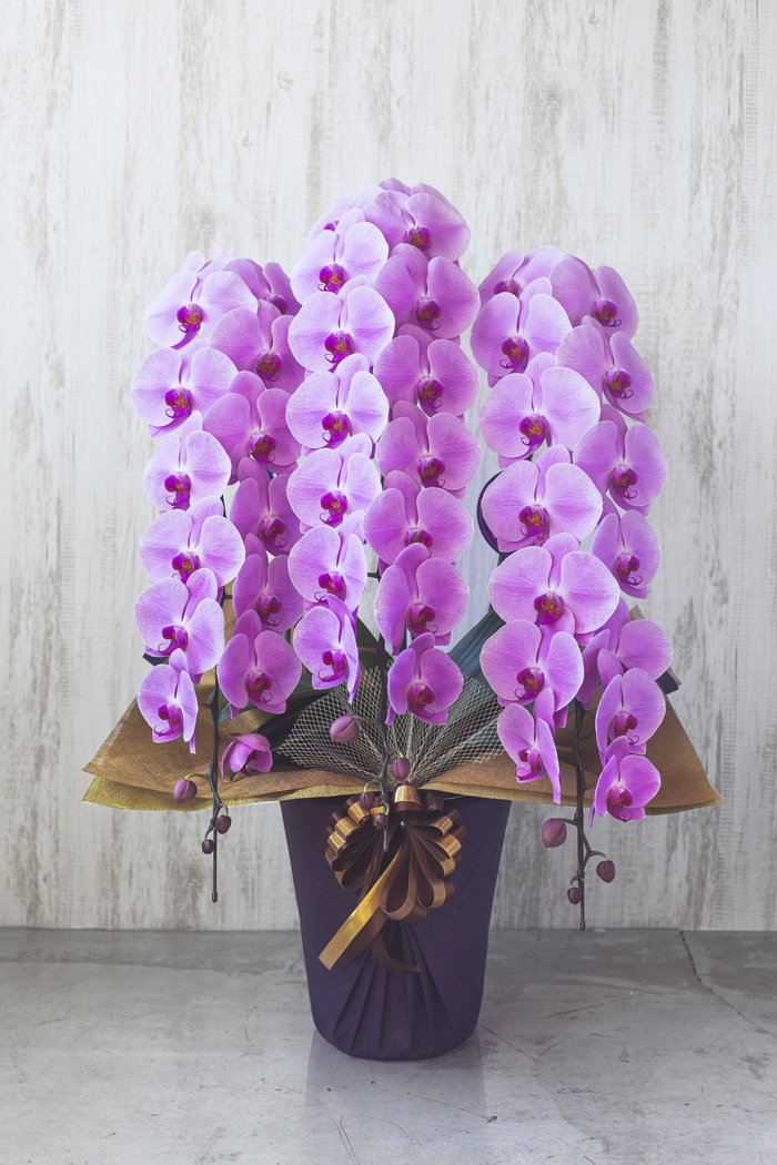 胡蝶蘭 大輪 45輪～48輪 3本立ち ピンクの写真1枚目