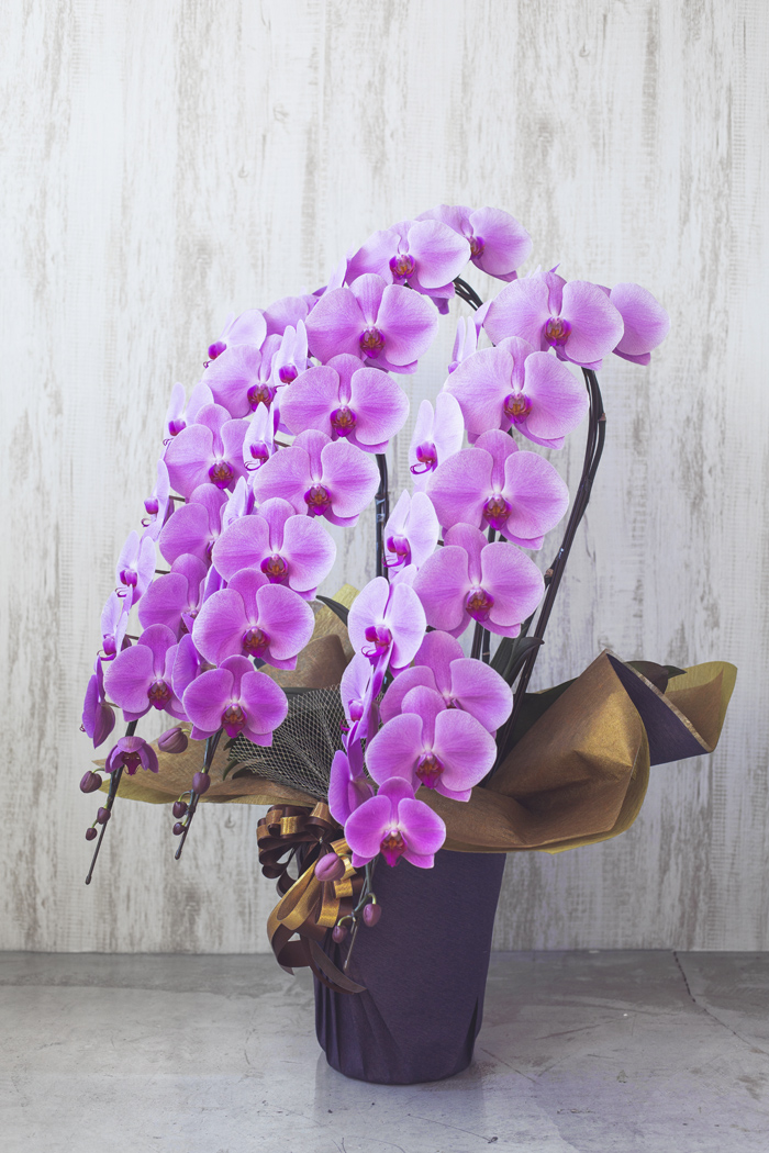 胡蝶蘭 大輪 45輪～48輪 3本立ち ピンク