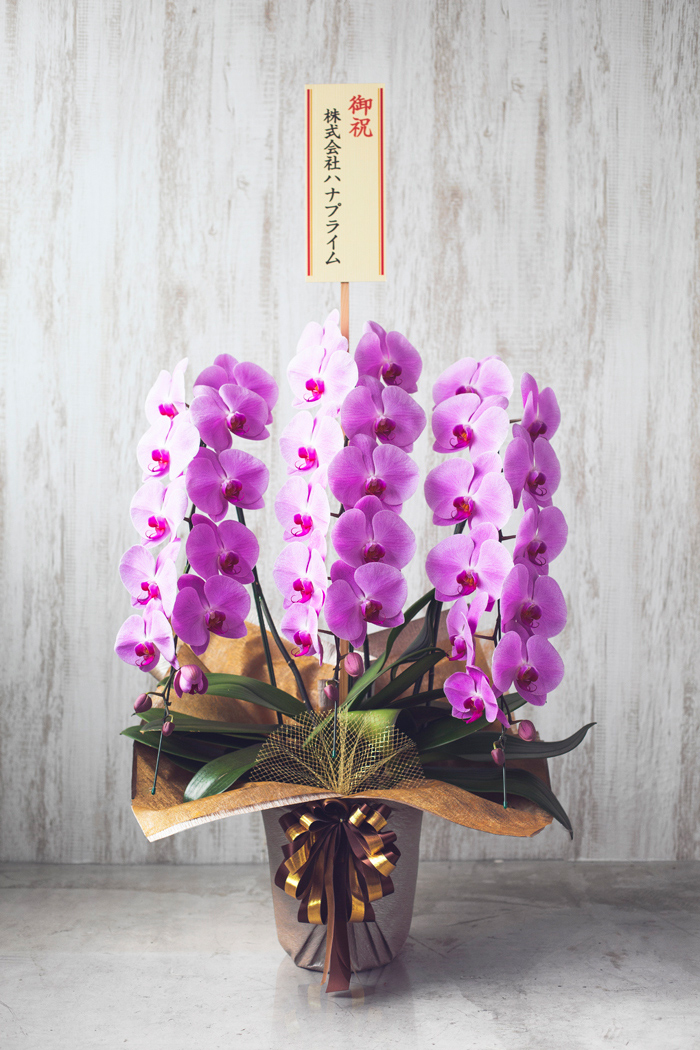胡蝶蘭 大輪 36輪～39輪 3本立ち ピンク