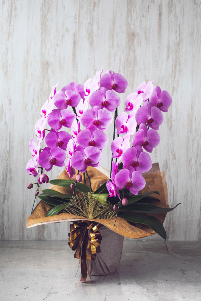 胡蝶蘭 大輪 36輪～39輪 3本立ち ピンクの写真3枚目