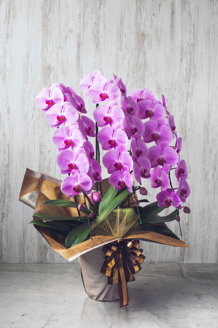 胡蝶蘭 大輪 36輪～39輪 3本立ち ピンクの写真4枚目