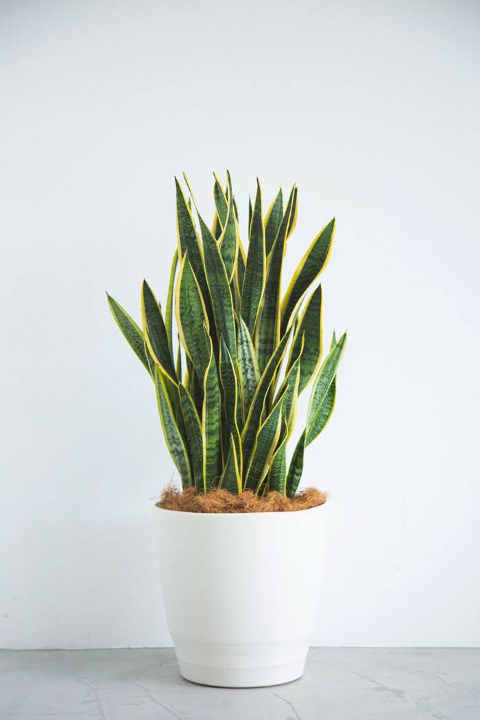 観葉植物 サンスベリア ローレンチ