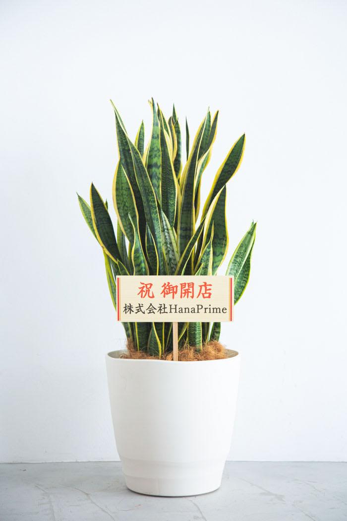 観葉植物 サンスベリア ローレンチ（10号鉢）