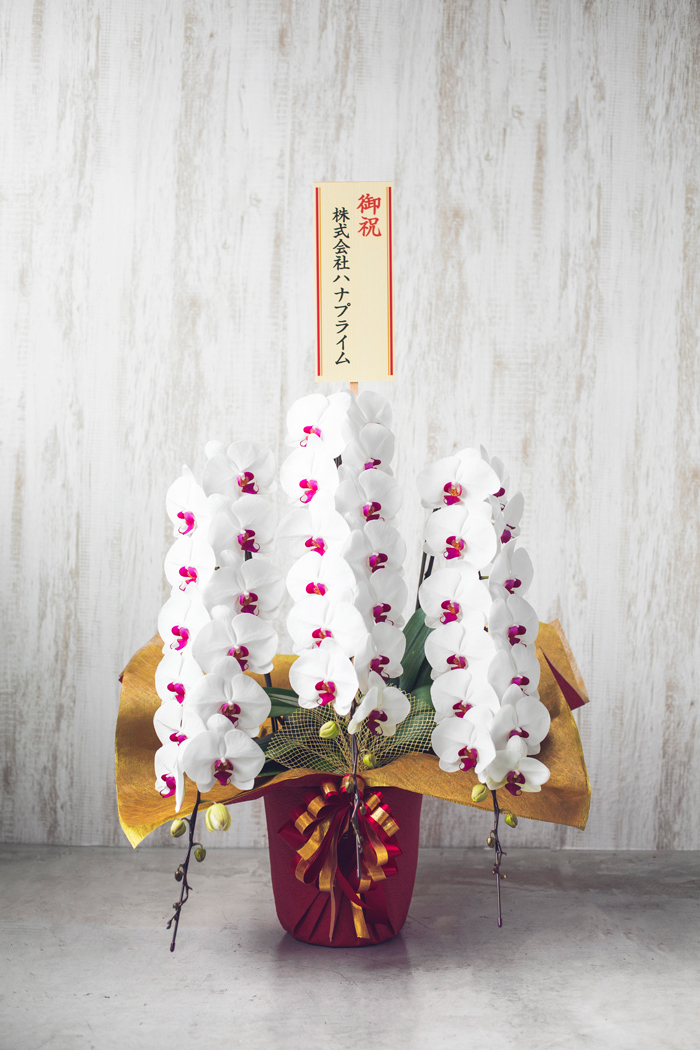 胡蝶蘭 大輪 42輪～45輪 3本立ち 赤リップ