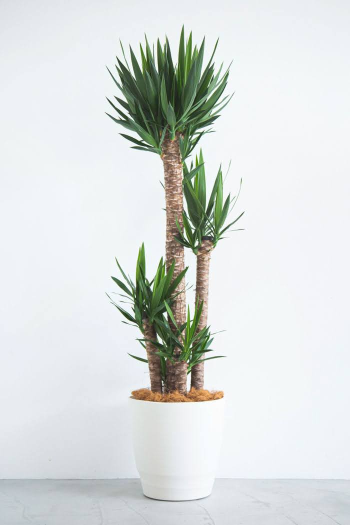 観葉植物 青年の木 ユッカ
