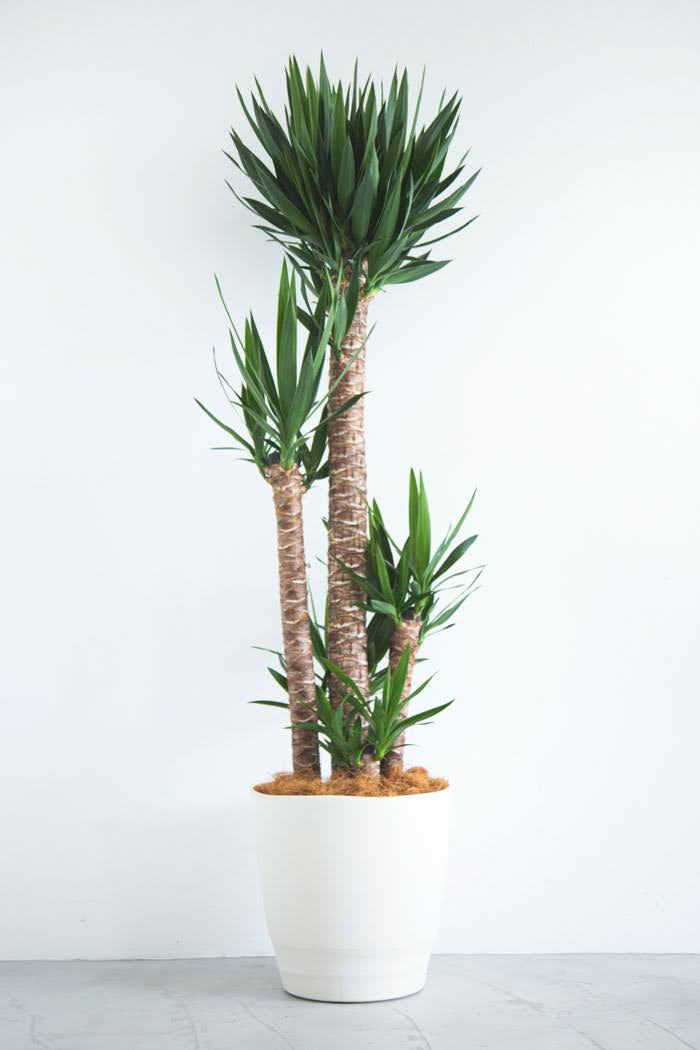 観葉植物 青年の木 ユッカ（10号鉢）の写真3枚目