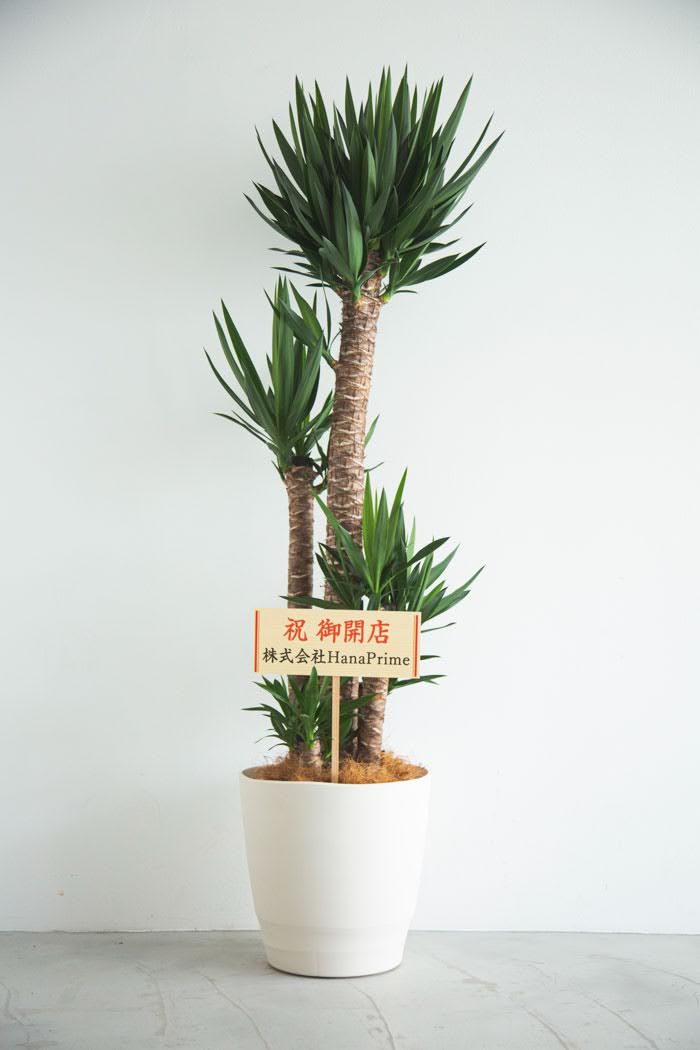 観葉植物 青年の木 ユッカ（10号鉢）