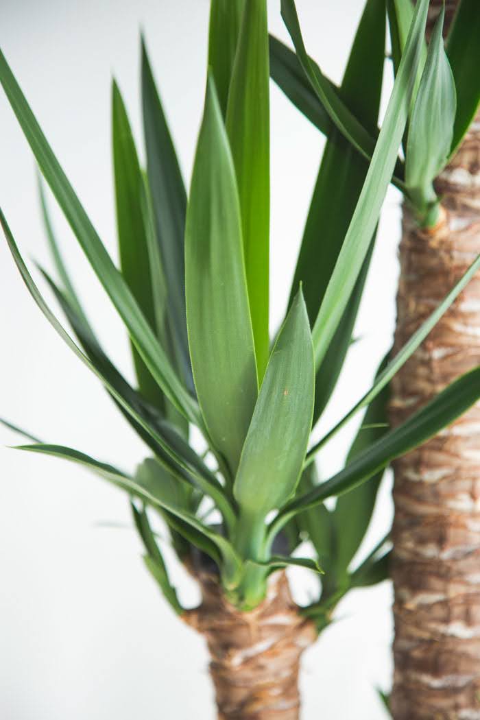 観葉植物 青年の木 ユッカ（10号鉢）｜HanaPrime（ハナプライム）