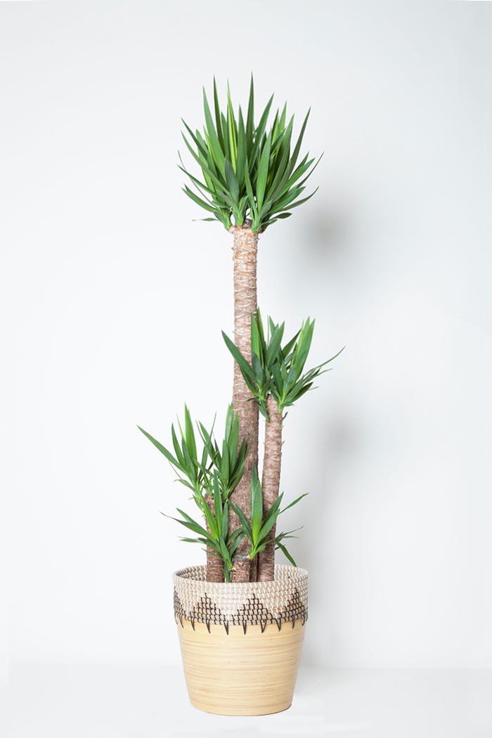 観葉植物 ユッカ 10号鉢 公式 Hanaprime 花と植物のギフト通販 観葉植物 ユッカ 10号鉢 公式 Hanaprime 花と植物のギフト通販