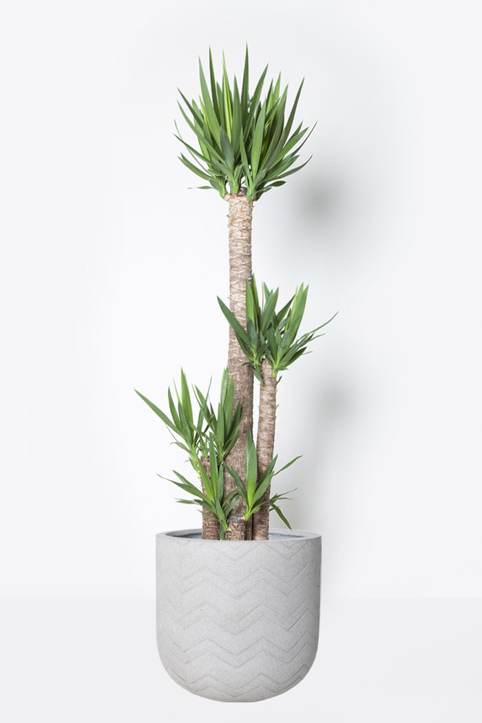 観葉植物 ユッカ 10号鉢 公式 Hanaprime 花と植物のギフト通販