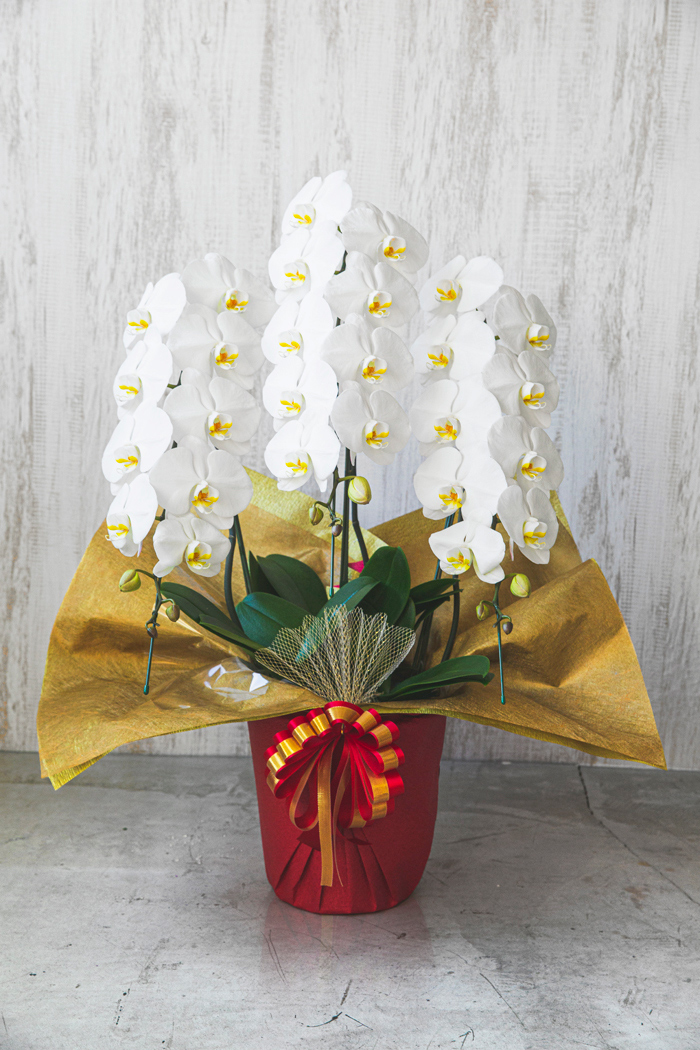 胡蝶蘭通販 お祝いに贈る胡蝶蘭ギフト 公式 Hanaprime 花と植物のギフト通販