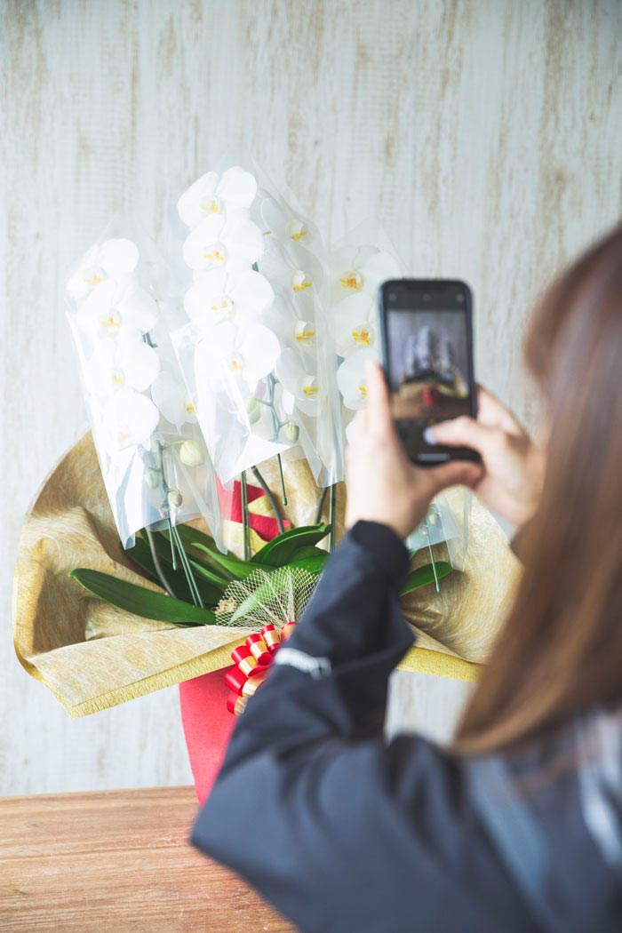 胡蝶蘭 大輪 30輪～33輪 3本立ち 白の写真5枚目