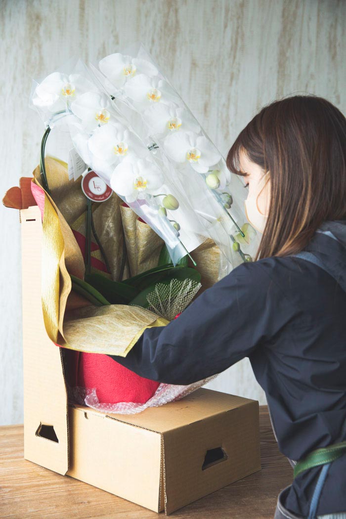 胡蝶蘭 大輪 30輪～33輪 3本立ち 白の写真7枚目