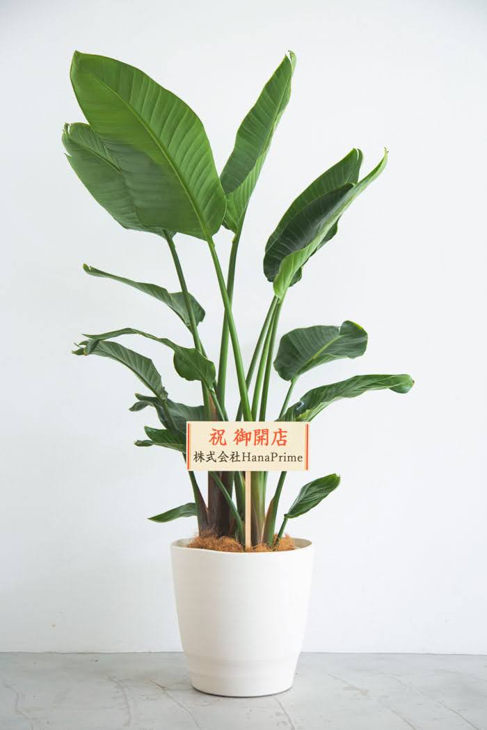 観葉植物 オーガスタ（10号鉢）