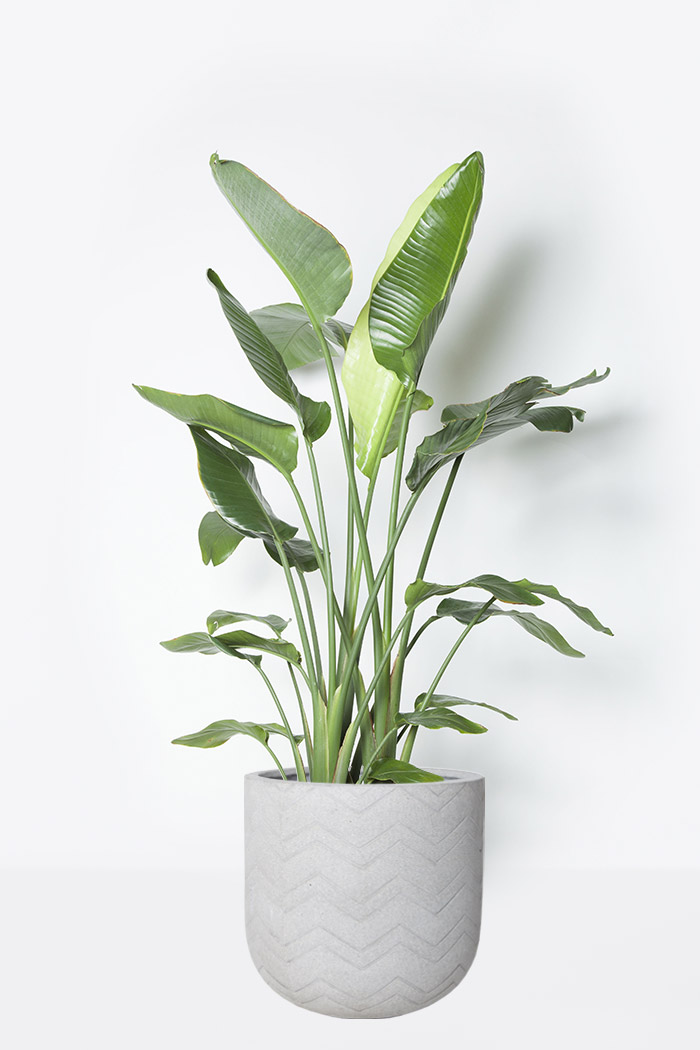 観葉植物 オーガスタ 10号鉢 公式 Hanaprime 花と植物のギフト通販