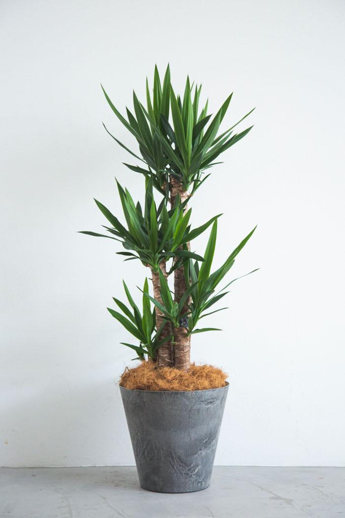 観葉植物 青年の木 ユッカ 8号鉢 公式 Hanaprime 花と植物のギフト通販