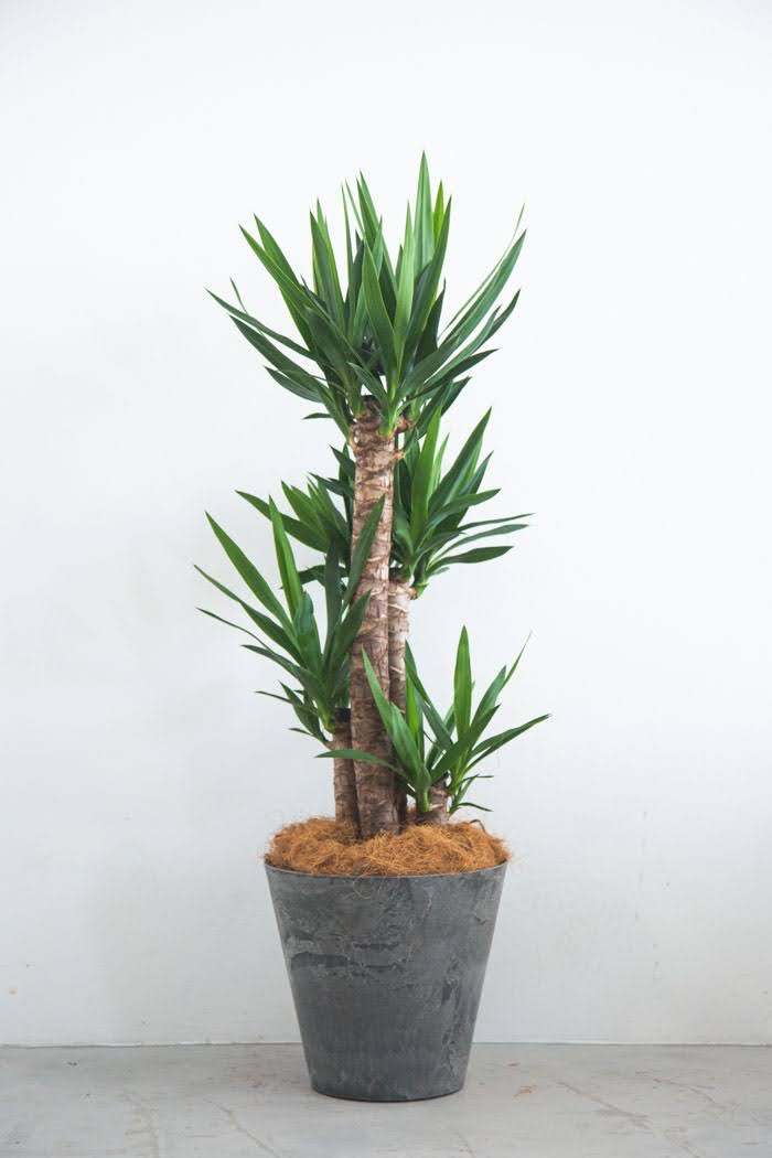 観葉植物 青年の木 ユッカ（8号鉢）の写真3枚目