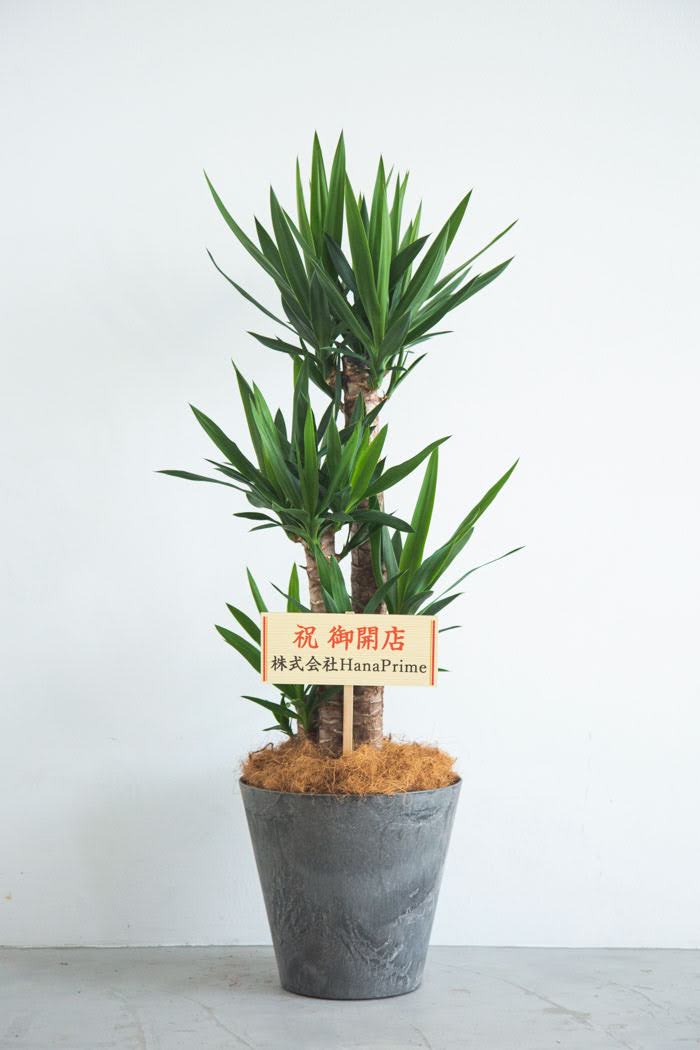 観葉植物 青年の木 ユッカ（8号鉢）